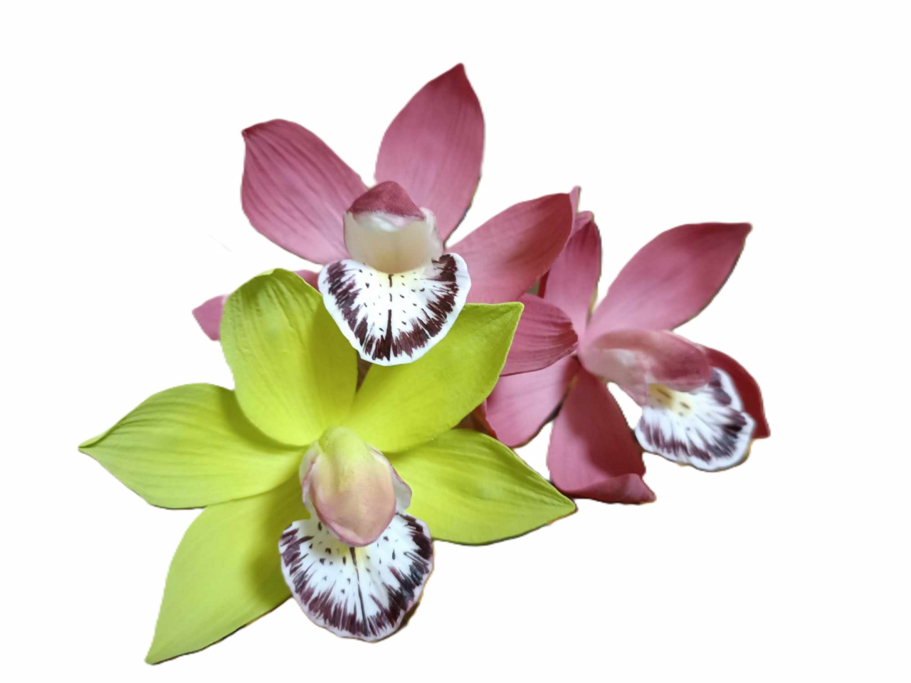 Cukorvirág -  Csónakorchidea - Bordó  7-8cm