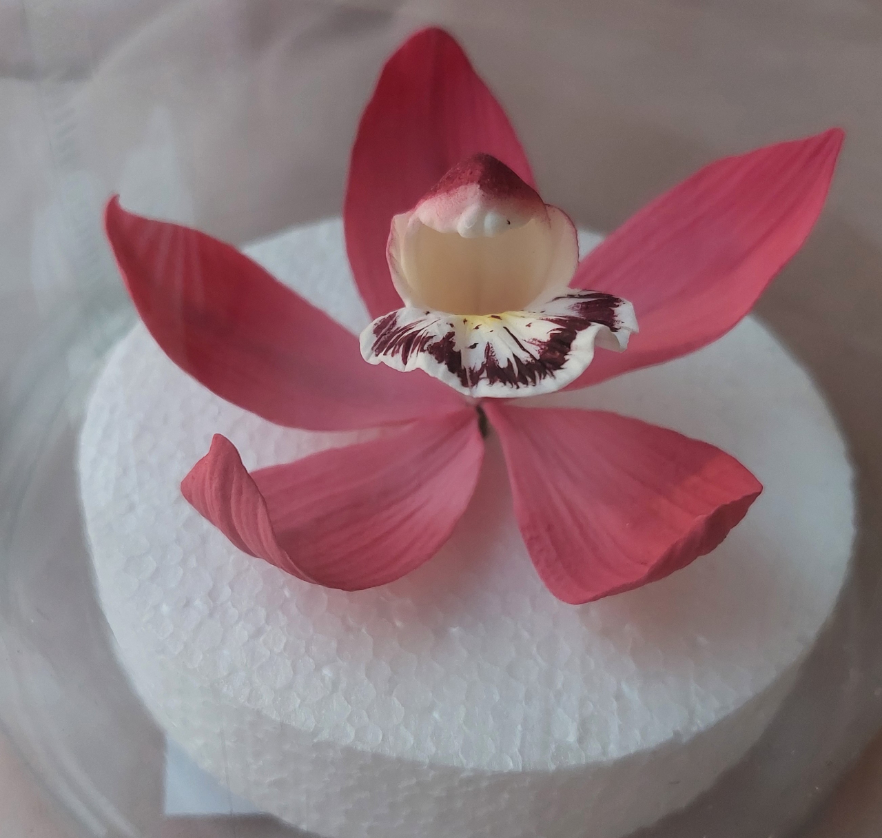 Cukorvirág -  Csónakorchidea - Bordó  7-8cm