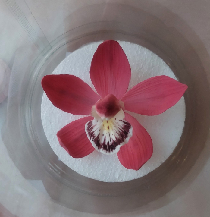 Cukorvirág -  Csónakorchidea - Bordó  7-8cm