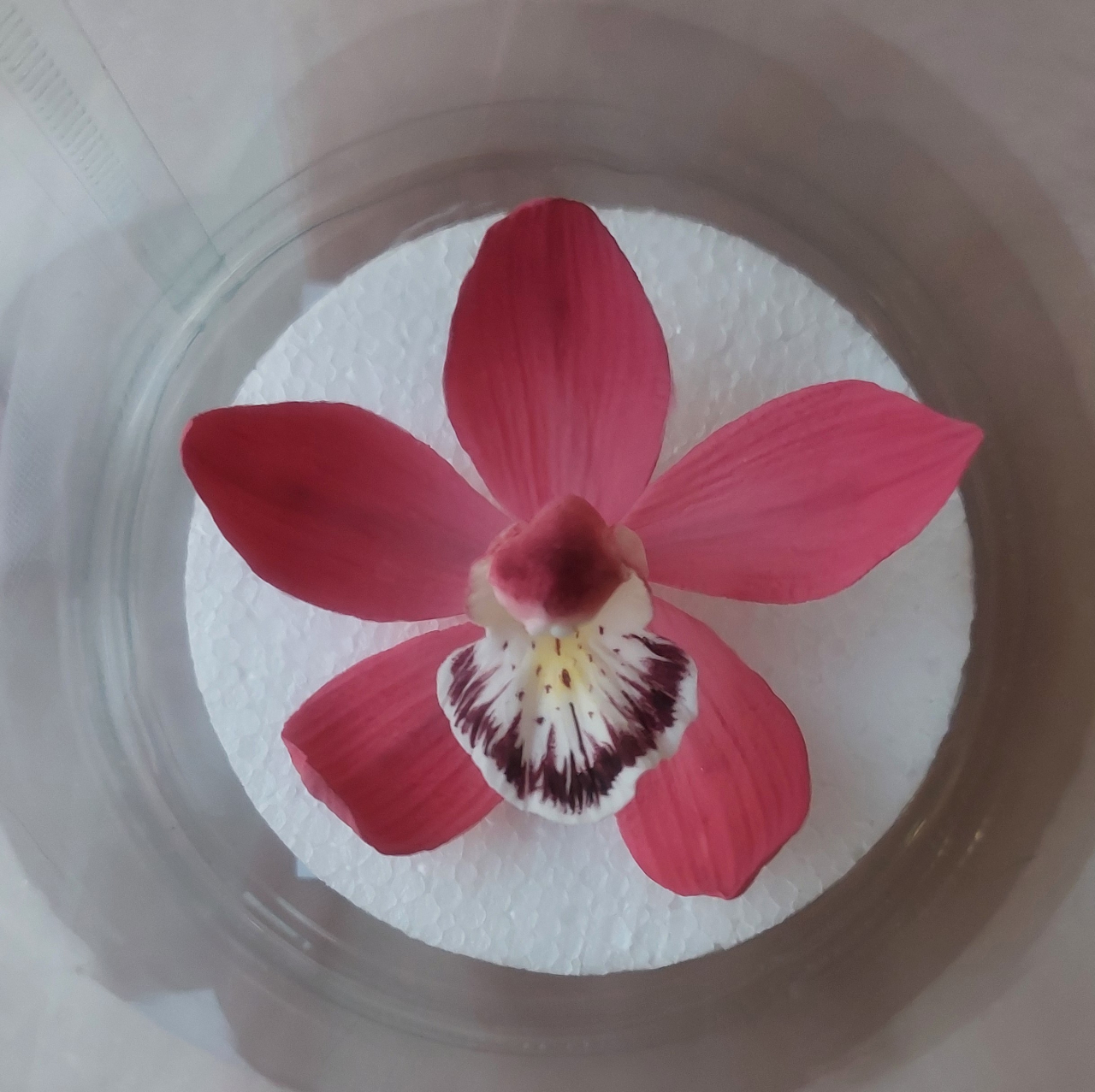 Cukorvirág -  Csónakorchidea - Bordó  7-8cm
