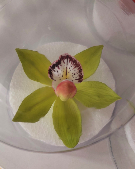 Cukorvirág -  Csónakorchidea - Zöld  7-8cm